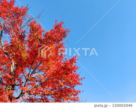 紅葉 紅葉 130003046