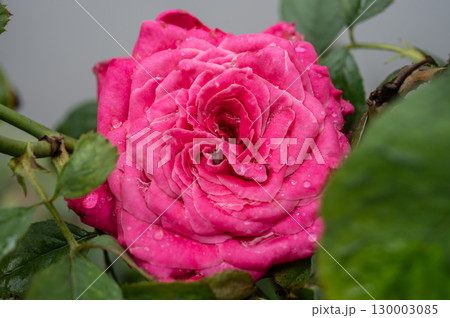 Fragrant pink rose blooming in the garden. Roses are best known as ornamental plants grown for their flowers in the garden and sometimes indoors. 130003085