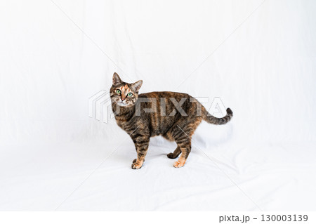 白背景 こちらを見つめる麦わら猫 白背景 こちらを見つめる麦わら猫 130003139