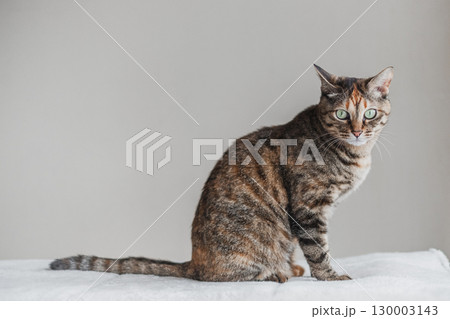 白背景　横向きで座りこちらを見つめる猫 130003143