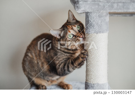 キャットタワーで爪を研ぐ猫 キャットタワーで爪を研ぐ猫 130003147
