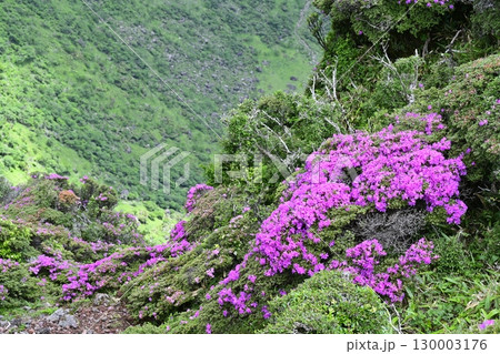 深山霧島咲く韓国岳山頂 深山霧島咲く韓国岳山頂 130003176