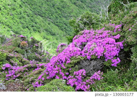 深山霧島咲く韓国岳山頂 130003177