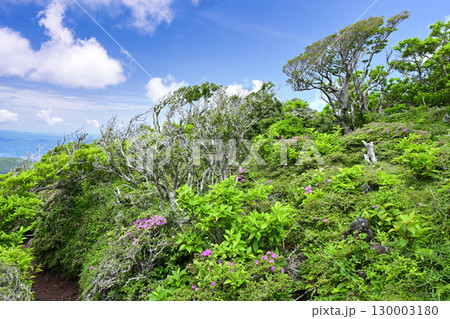 深山霧島咲く韓国岳山頂 130003180