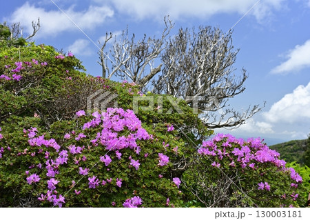 深山霧島咲く韓国岳山頂 深山霧島咲く韓国岳山頂 130003181