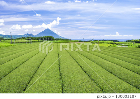 茶畑と開聞岳 茶畑と開聞岳 130003187