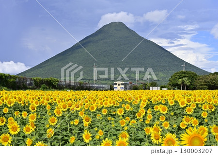 ひまわり咲く西大山駅 130003207