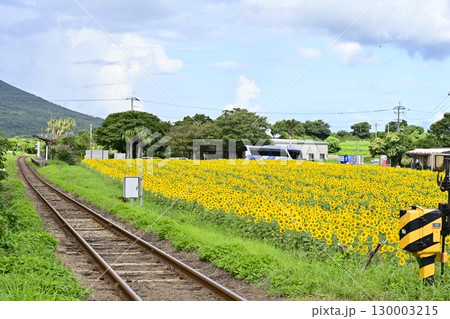 ひまわり咲く西大山駅 130003215