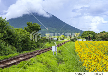 ひまわり咲く西大山駅 ひまわり咲く西大山駅 130003216