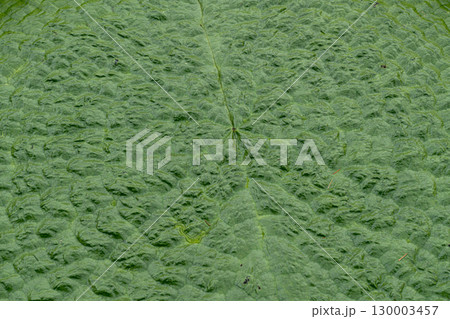 オニバスの葉模様の背景素材 130003457