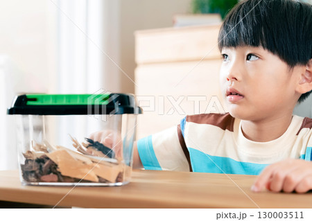 クワガタの観察をする男の子 130003511