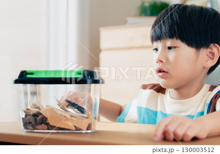 クワガタの観察をする男の子 クワガタの観察をする男の子 130003512