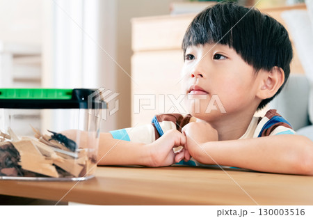 クワガタの観察をする男の子 130003516