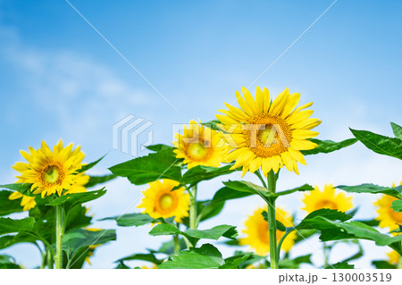 夏空に映える向日葵の花・コピースペース素材「ひまわり畑」　道の駅 旭志（きょくし） 130003519