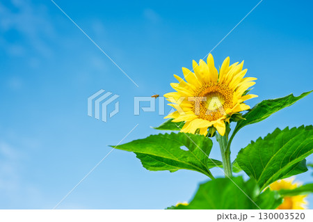 夏空に映える向日葵の花・コピースペース素材「ひまわり畑」 道の駅 旭志(きょくし) 夏空に映える向日葵の花・コピースペース素材「ひまわり畑」 道の駅 旭志(きょくし) 130003520