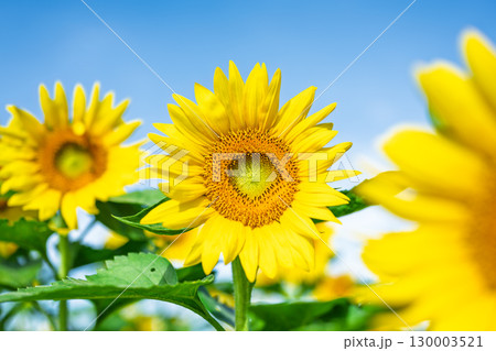 夏空に映える向日葵の花・コピースペース素材「ひまわり畑」 道の駅 旭志(きょくし) 夏空に映える向日葵の花・コピースペース素材「ひまわり畑」 道の駅 旭志(きょくし) 130003521