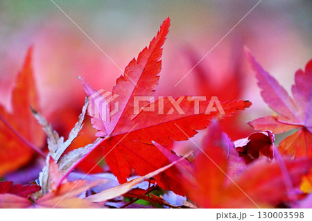 真っ赤な紅葉 130003598