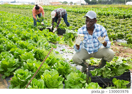 Anxious farmer checking chard in field during harvest Anxious farmer checking chard in field during harvest 130003976