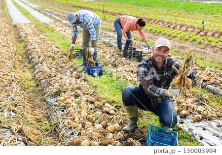 Smiling man farmer picking onion on field 130003994