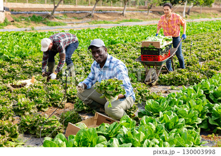 Man harvesting lettuce on plantation Man harvesting lettuce on plantation 130003998