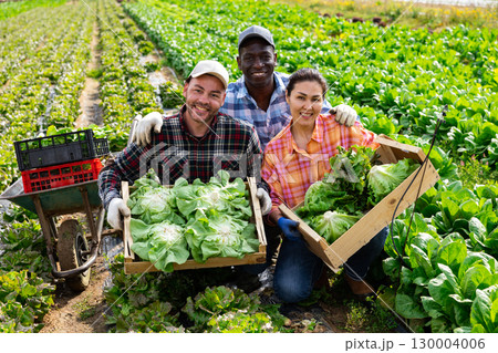 Portrait of three happy farmers with a crop of lettuce in farmers field Portrait of three happy farmers with a crop of lettuce in farmers field 130004006