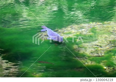 池の鯉（出流原弁天池） 130004219