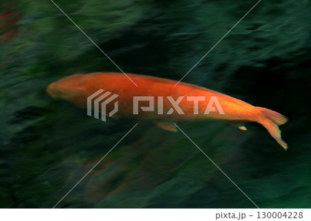 池の鯉（出流原弁天池） 130004228