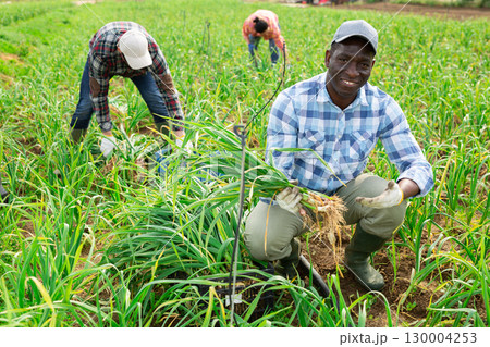 African american hired worker harvests garlic in farmers field 130004253