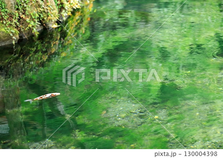 出流原弁天池（栃木県） 130004398