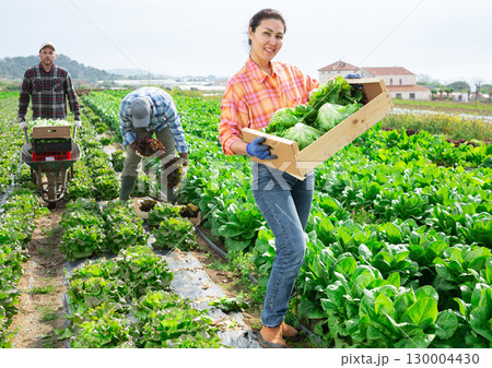 Positive asian woman farmer holding lettuce box in field 130004430