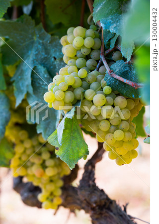 White grapes hanging on vine in vineyard White grapes hanging on vine in vineyard 130004432