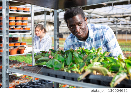 Gardener taking care of plants in greenhouse 130004652