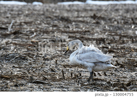 毛づくろい直後のオオハクチョウ 130004755