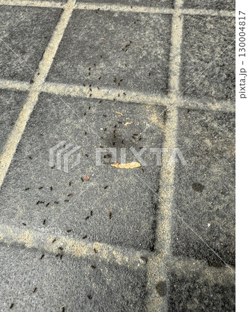 チョコレートに群がるアリ チョコレートに群がるアリ 130004817