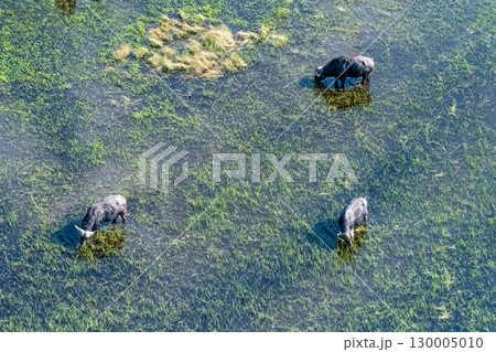 Aerial shot of a herd of buffalo grazing in the Okavango Delta 130005010