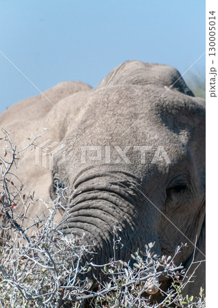 Close-up of an Elephant Close-up of an Elephant 130005014