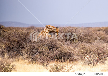 Giraffes in Etosha 130005015