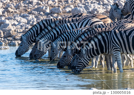 Zebras in Etosha Zebras in Etosha 130005016