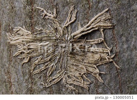 穿孔性昆虫植物食害虫キクイムシ（木食い虫）1 130005051