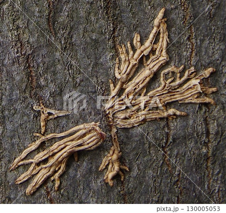 穿孔性昆虫植物食害虫キクイムシ(木食い虫)3 穿孔性昆虫植物食害虫キクイムシ(木食い虫)3 130005053