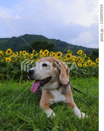 ビーグル犬とヒマワリ畑をお散歩 130005054
