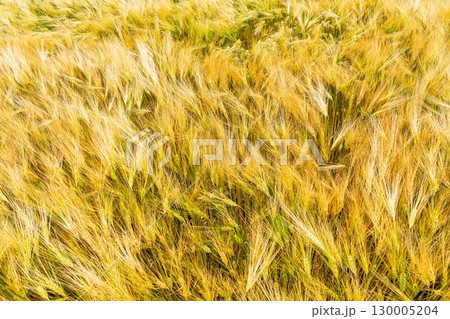 Golden Wheat Field Swaying in Summer Breeze Agriculture and Harvest Season Landscape View 130005204