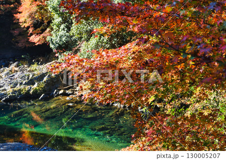京都 三尾 清滝川と美しい紅葉 (京都府京都市右京区) 京都 三尾 清滝川と美しい紅葉 (京都府京都市右京区) 130005207