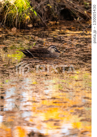 紅葉の池を泳ぐカルガモ 紅葉の池を泳ぐカルガモ 130005430