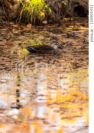 紅葉の池を泳ぐカルガモ 130005431