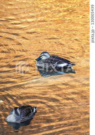 紅葉の池を泳ぐカルガモ 紅葉の池を泳ぐカルガモ 130005439