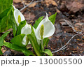 春の野に咲く水芭蕉 130005500