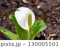 春の訪れを告げるミズバショウ 130005501