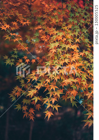 縦方向、色づき始める紅葉 130005525
