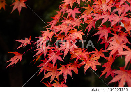 黒背景、紅葉したモミジ 黒背景、紅葉したモミジ 130005526